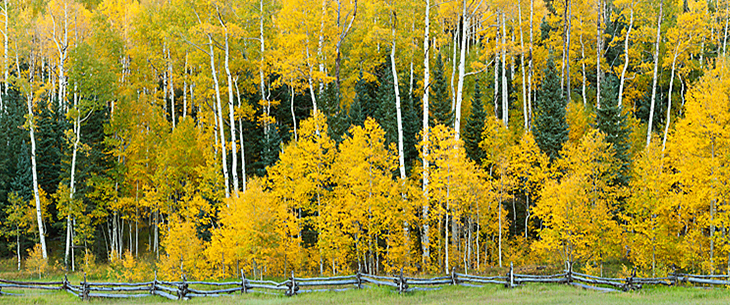 Aspen Fence