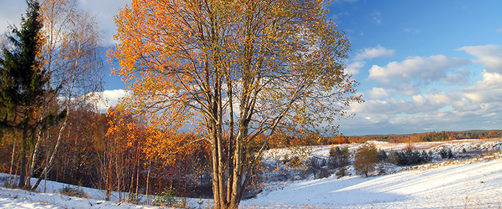 Fall Snow Scene