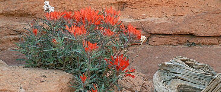 Indian Paintbrush