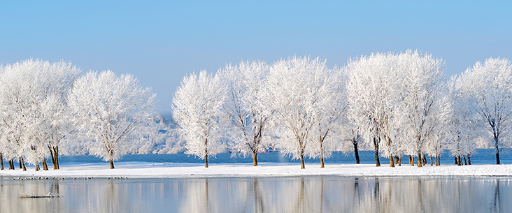 Snow-covered Trees - River