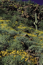 Desert in Bloom