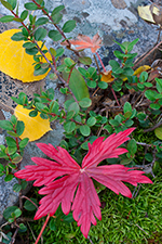 Leaf Litter