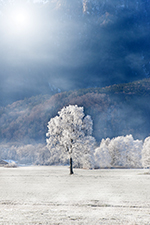 Winter Meadow in Alps